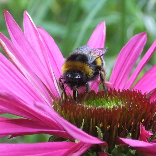 Buff-tailed bumblebeeon RikenMon's Nature.Guide