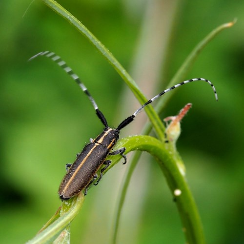 Agapanthia cardui [L.]on RikenMon's Nature.Guide