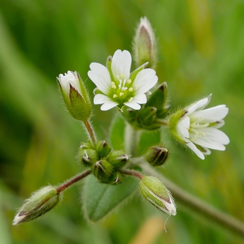 Mouse-ear chickweedon RikenMon's Nature.Guide