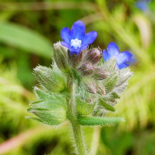 Anchusa officinalis [L.]Em Nature.Guide de RikenMon