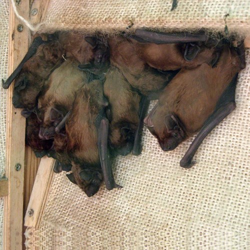 Noctuleon RikenMon's Nature.Guide