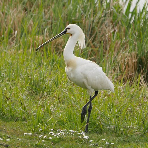 Spoonbillon RikenMon's Nature.Guide