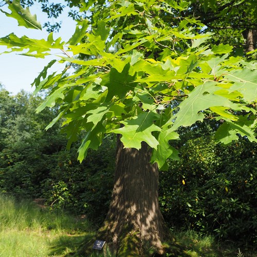 Red oakon RikenMon's Nature.Guide
