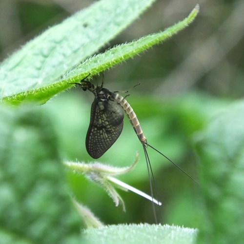 Mouche de maiSur le Nature.Guide de RikenMon