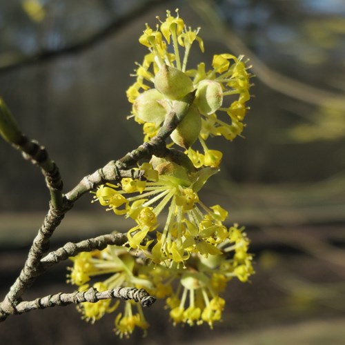Cornelian cherryon RikenMon's Nature.Guide
