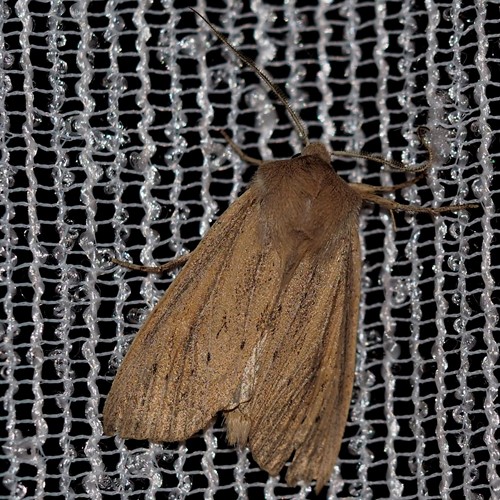 Large wainscoton RikenMon's Nature.Guide