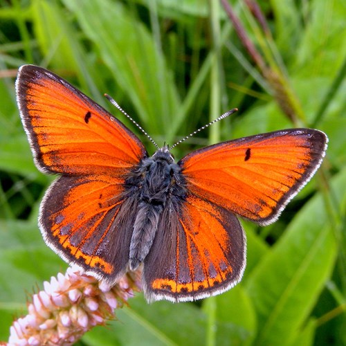 Purple-edged copperon RikenMon's Nature.Guide