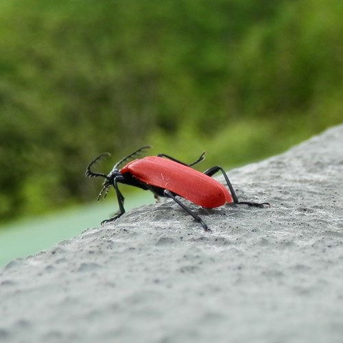 Cardinal beetleon RikenMon's Nature.Guide