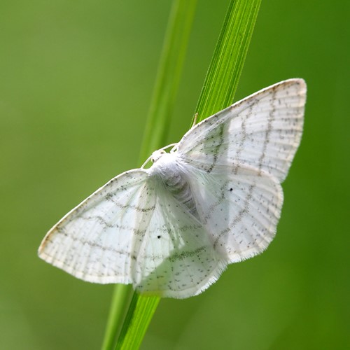 White waveon RikenMon's Nature.Guide