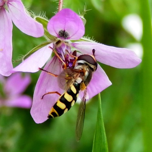 Scaeva selenitica [L.]on RikenMon's Nature.Guide