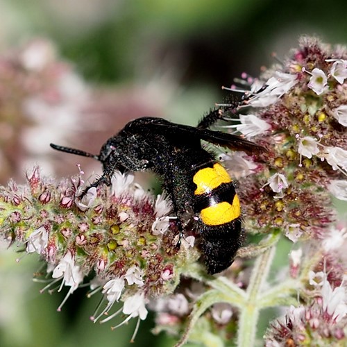 Scolia hirta [L.]on RikenMon's Nature.Guide