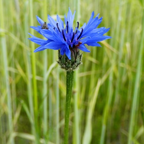 Cornfloweron RikenMon's Nature.Guide