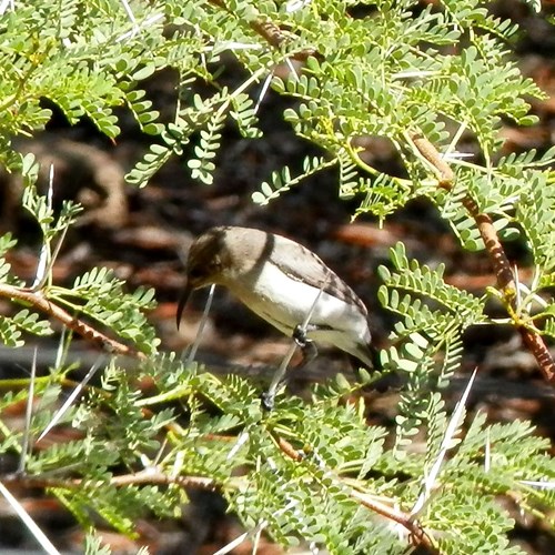 Dusky sunbirdon RikenMon's Nature.Guide