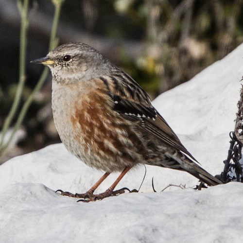 Alpine accentoron RikenMon's Nature.Guide