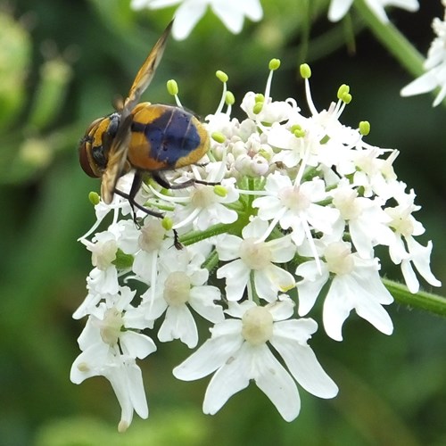 Phasia aurigera [L.]on RikenMon's Nature.Guide