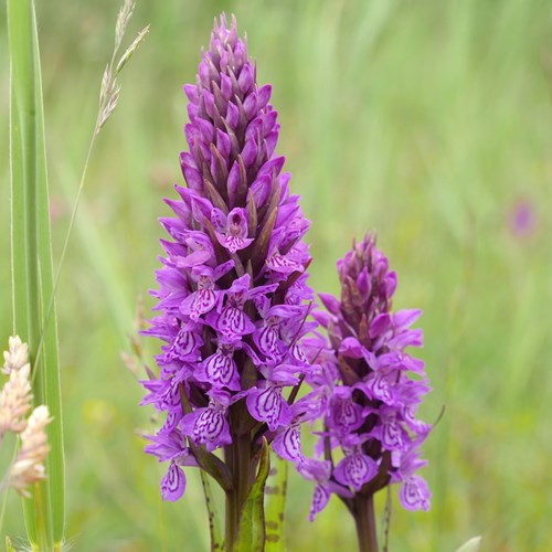 Broad-leaved marsh orchidon RikenMon's Nature.Guide