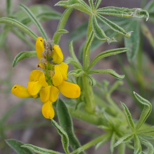 Yellow lupinon RikenMon's Nature.Guide