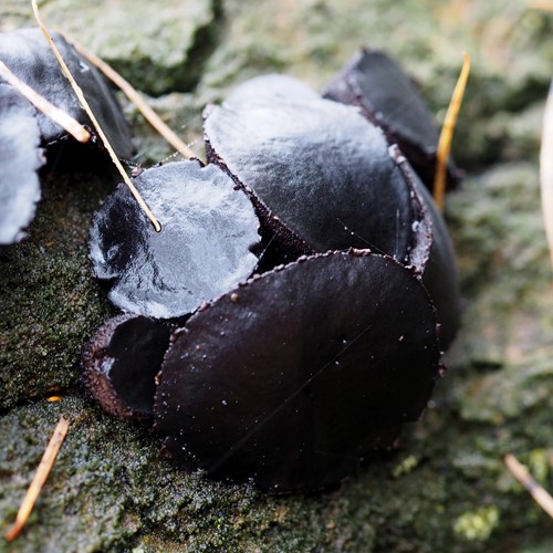 Black bulgaron RikenMon's Nature.Guide