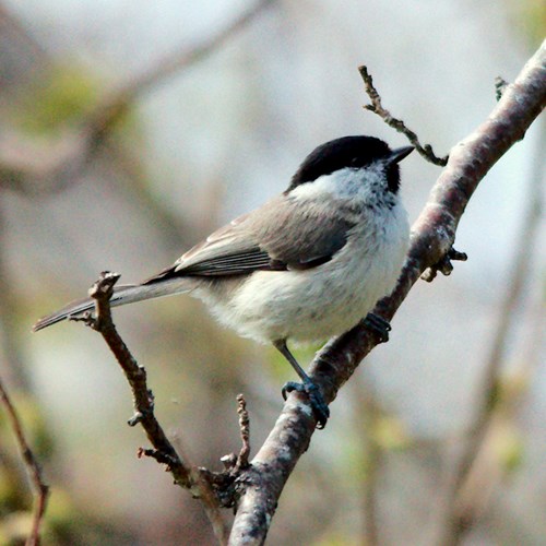 Willow titon RikenMon's Nature.Guide