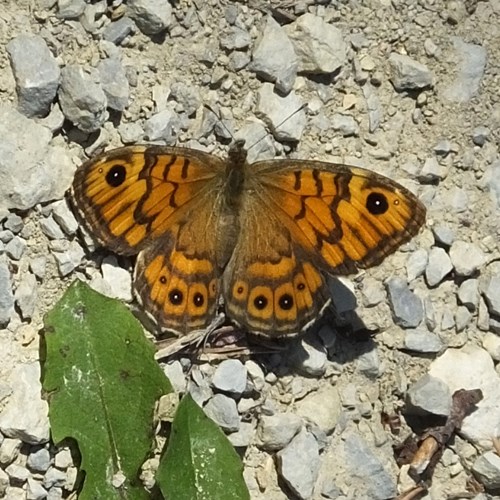 Wall brownon RikenMon's Nature.Guide