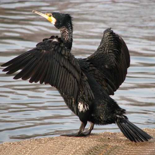 Great cormoranton RikenMon's Nature.Guide