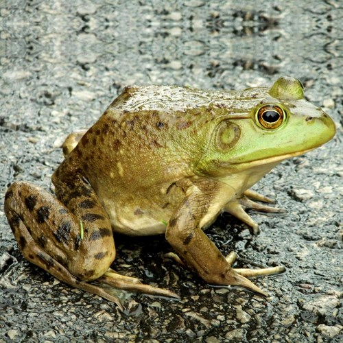 American bullfrogon RikenMon's Nature.Guide