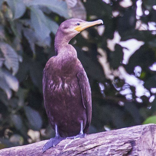 Neotropic cormoranton RikenMon's Nature.Guide
