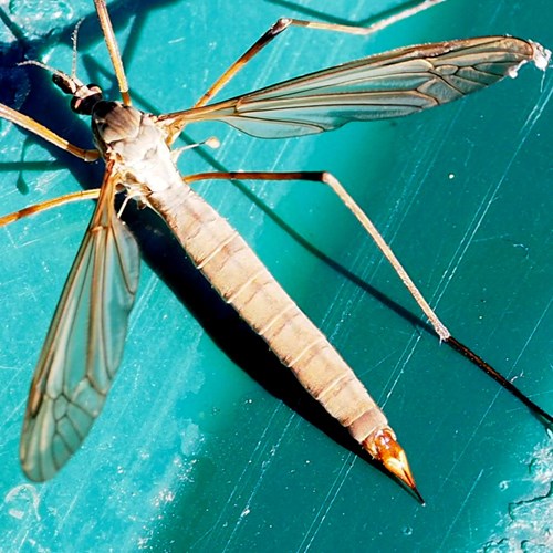 Crane flyon RikenMon's Nature.Guide