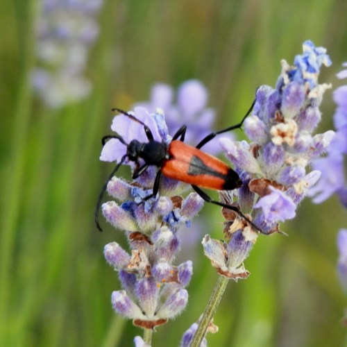 Stictoleptura cordigera [L.]on RikenMon's Nature.Guide