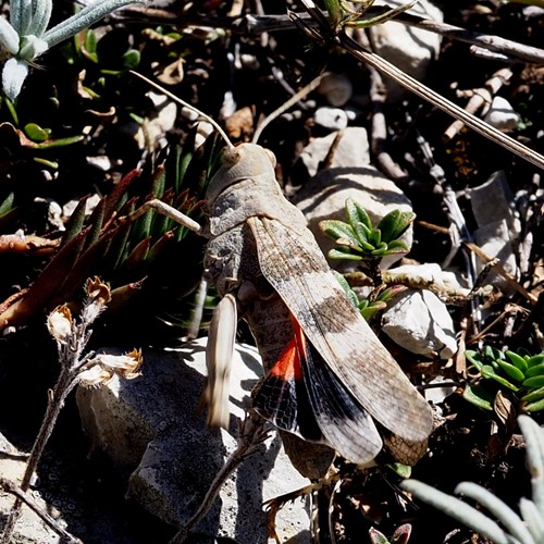 Red-winged grasshopperon RikenMon's Nature.Guide