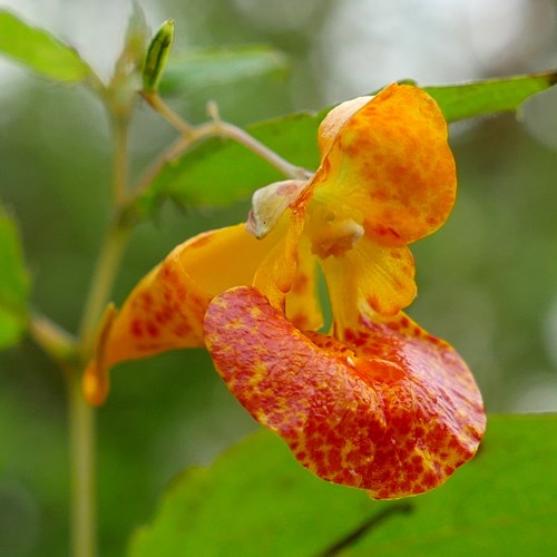 orange jewelweedon RikenMon's Nature.Guide