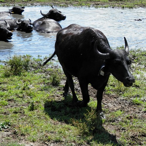 Water buffaloon RikenMon's Nature.Guide