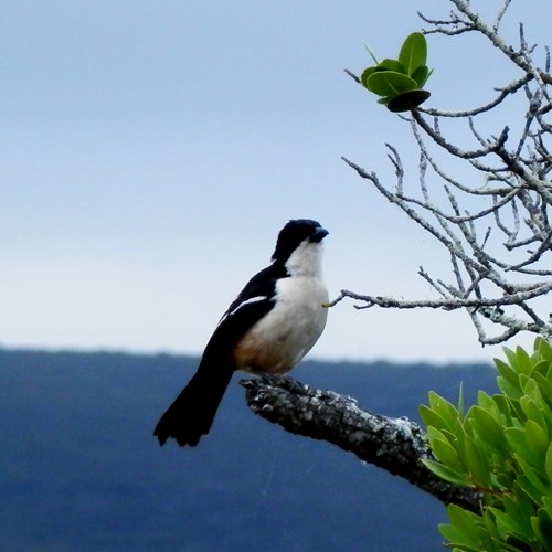 Southern boubouon RikenMon's Nature.Guide