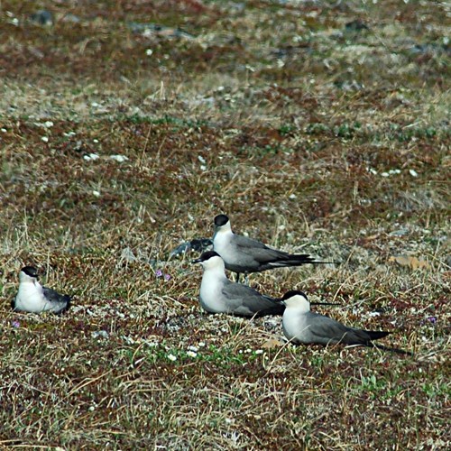Long-tailed jaegeron RikenMon's Nature.Guide