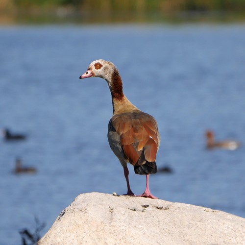 Egyptian gooseon RikenMon's Nature.Guide