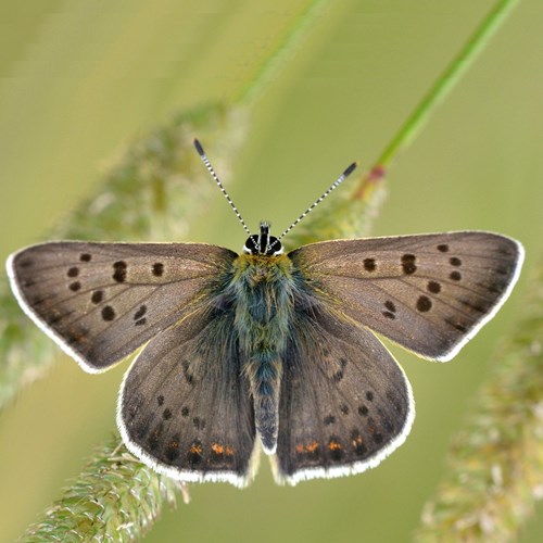 Sooty copperon RikenMon's Nature.Guide