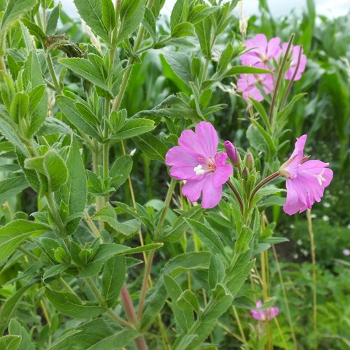 Hairy willowherbon RikenMon's Nature.Guide