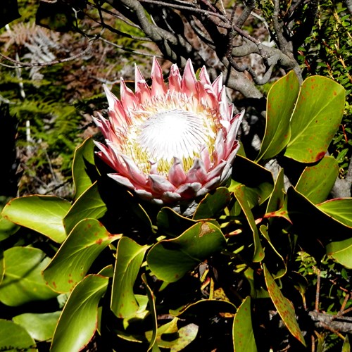 King protea on RikenMon's Nature.Guide