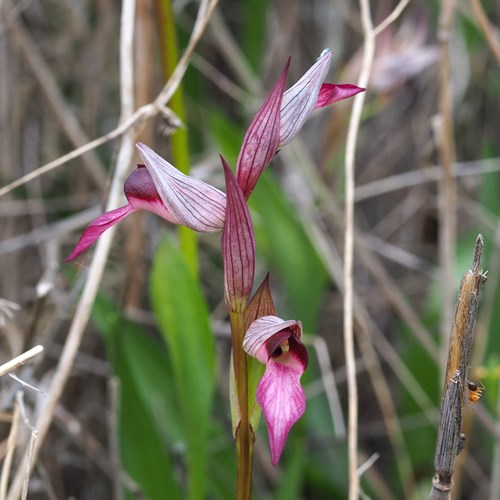 Tongue-orchidon RikenMon's Nature.Guide