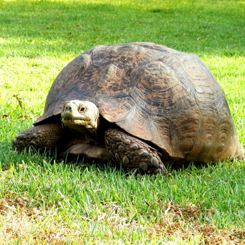 Leopard tortoiseon RikenMon's Nature.Guide