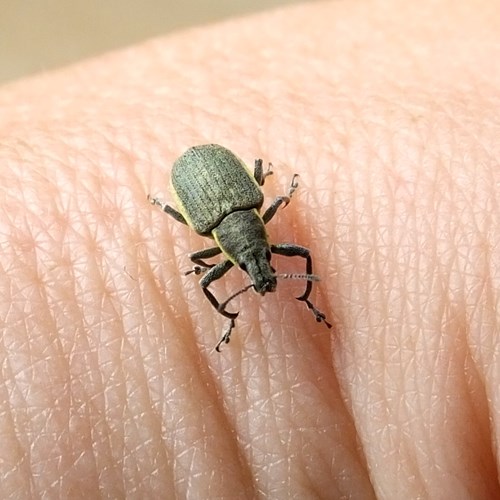 Chlorophanus viridis [L.]on RikenMon's Nature.Guide