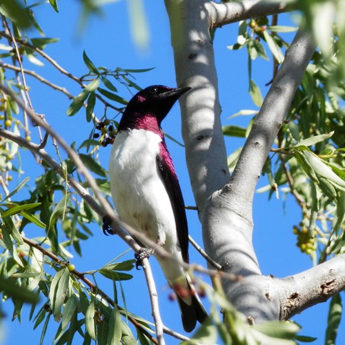 Violet-backed starlingon RikenMon's Nature.Guide