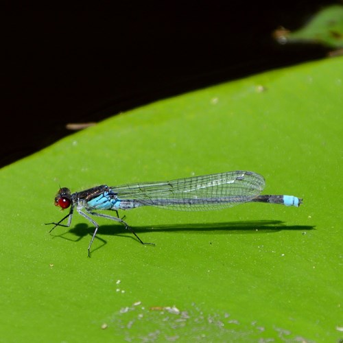 Red-eyed damselflyon RikenMon's Nature.Guide