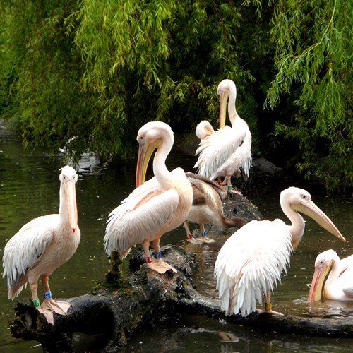 American white pelicanon RikenMon's Nature.Guide