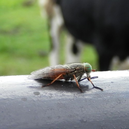 Hairy-legged horseflyon RikenMon's Nature.Guide