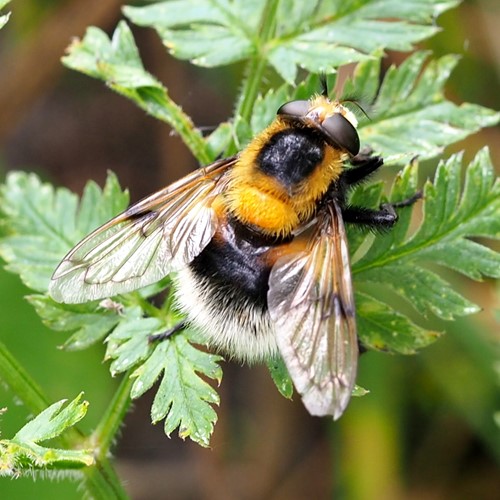 Volucella bombylans [L.]on RikenMon's Nature.Guide