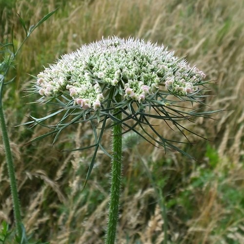 Wild carroton RikenMon's Nature.Guide