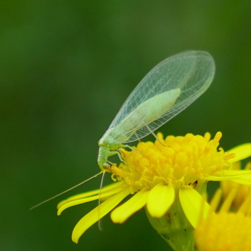 Green lacewingon RikenMon's Nature.Guide