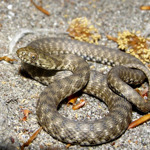 Dice snakeon RikenMon's Nature.Guide