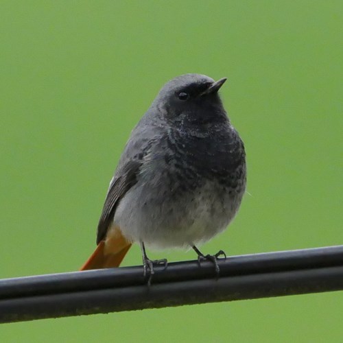 Black redstarton RikenMon's Nature.Guide